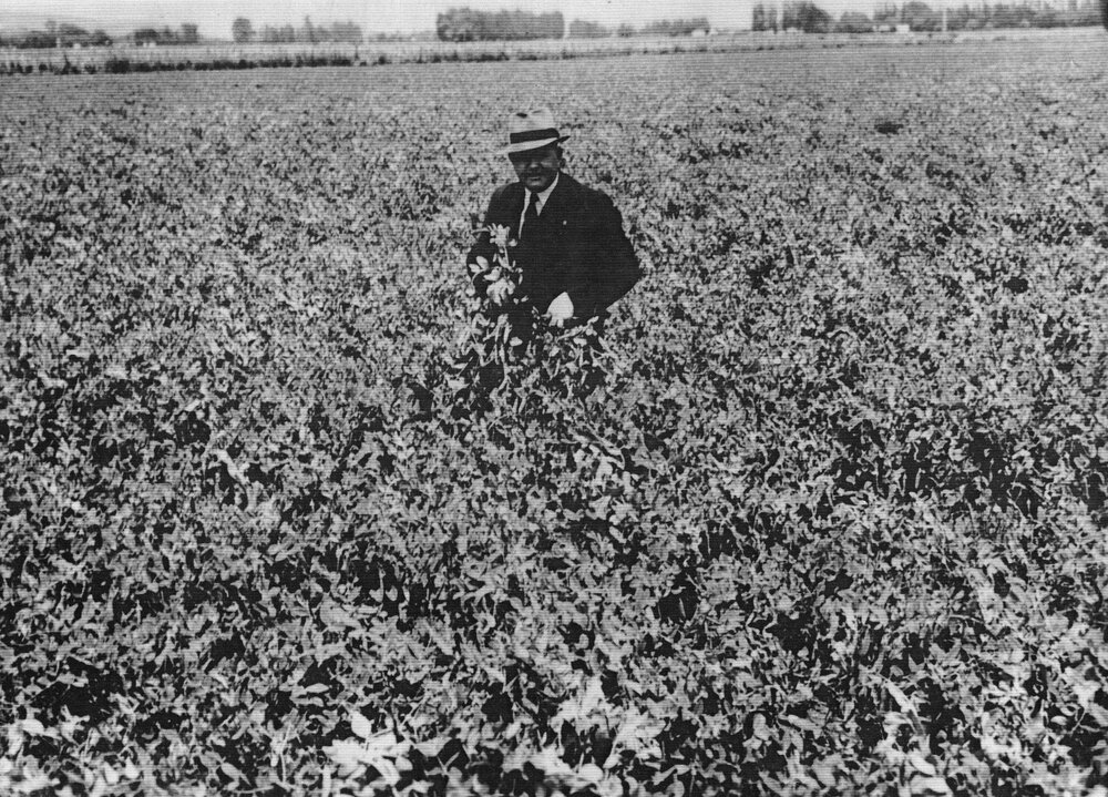 James Wattie in Pea Paddock