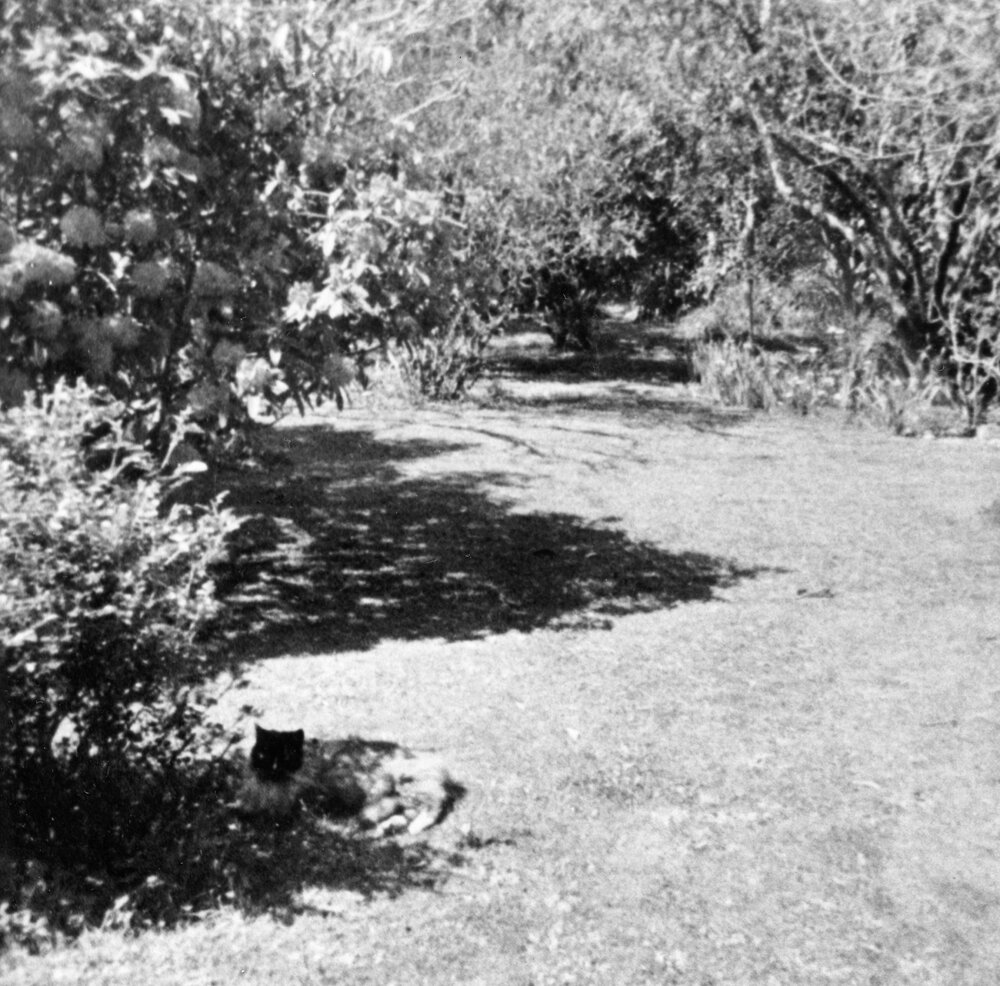 Gardens of Whare Ra with Cat