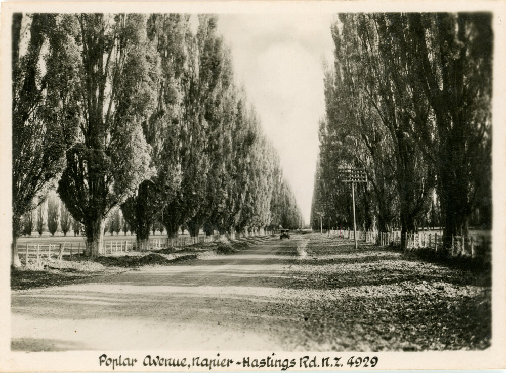 Tourist Photo Poplar Avenue Hastings