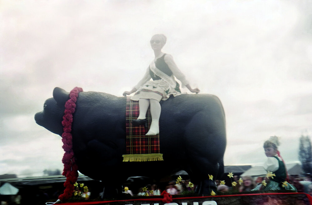 Dannevirke Blossom Entry 1972