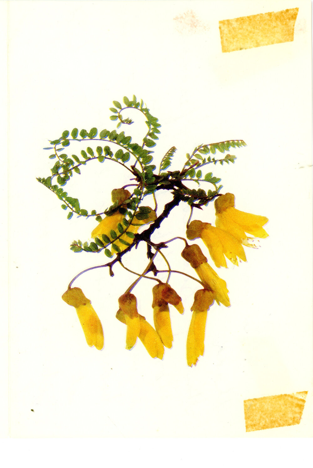 RSVP Letter to Hastings Club