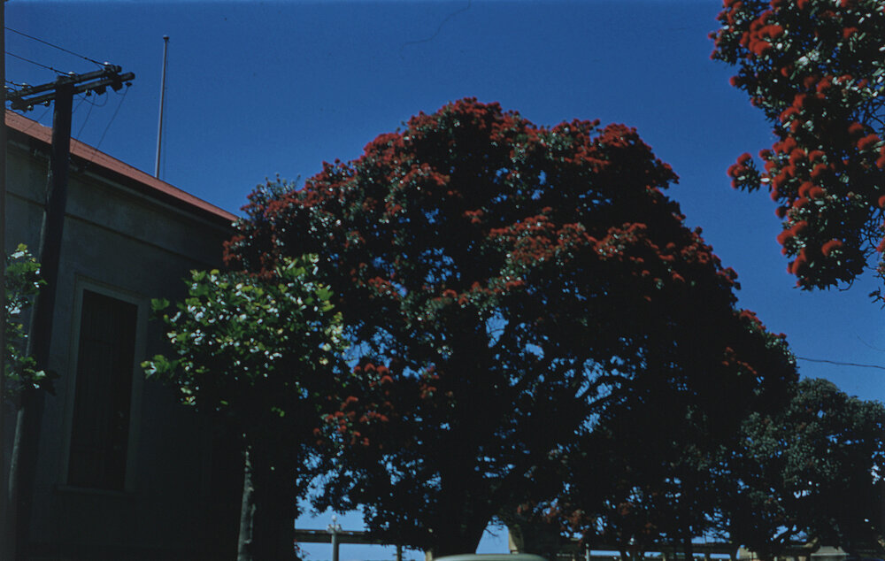 Pohutukawa Tree Napier
