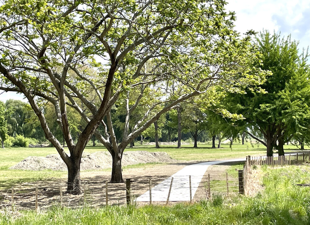 New Path at Puketapu Park