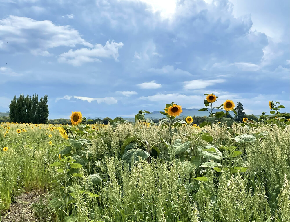Sunflowers on Dartmoor Road