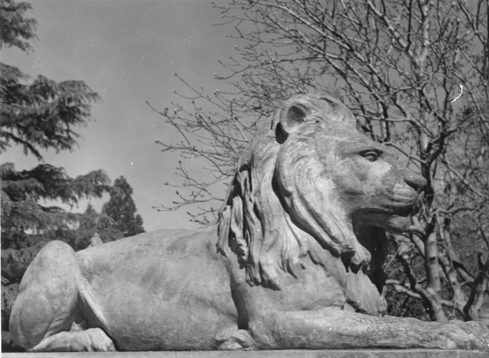 Cornwall Park Lion
