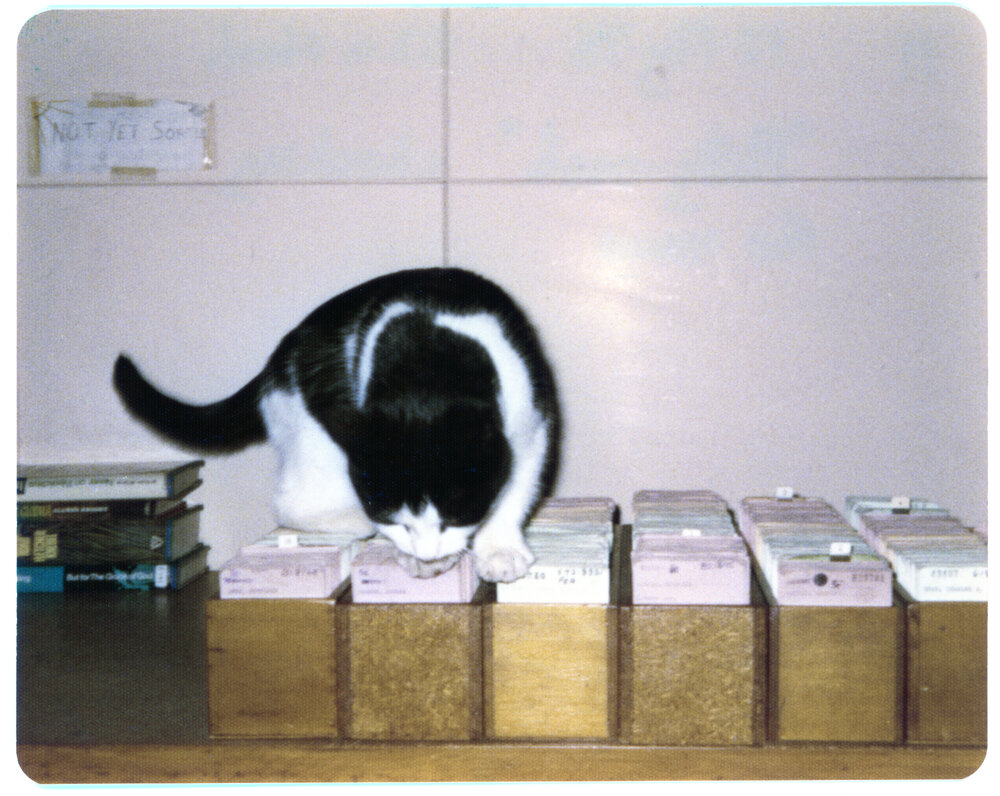 Petty Cash the Library Cat