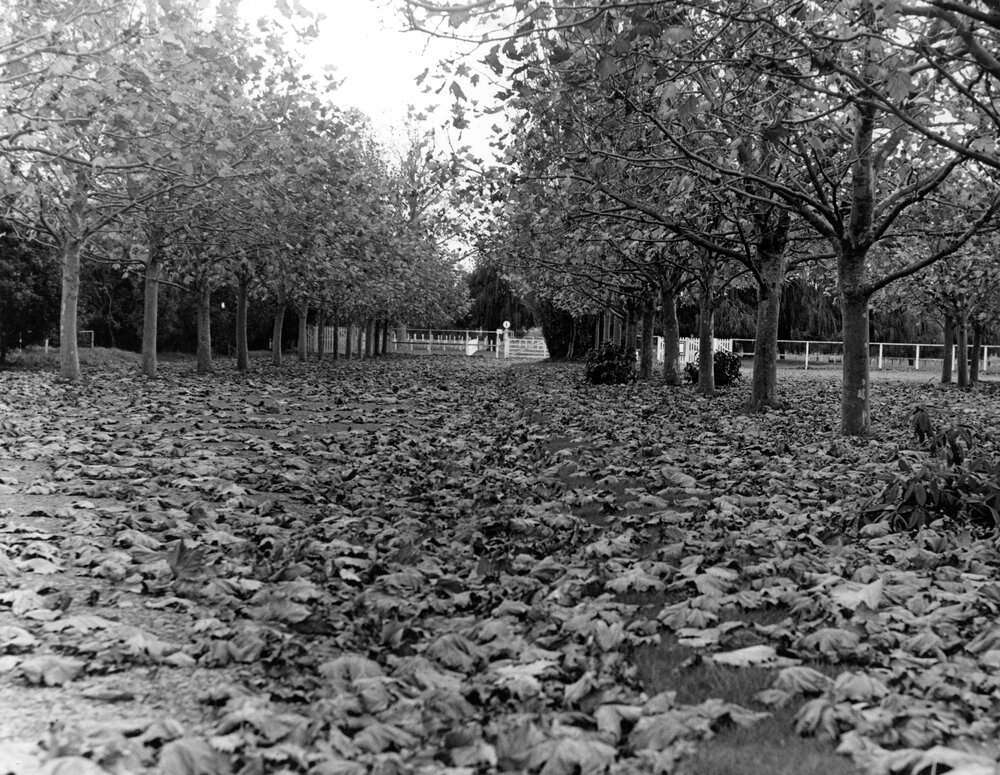 Autumn Leaves