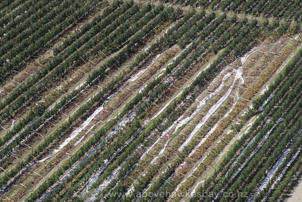 Apple Orchard on Dartmoor Road