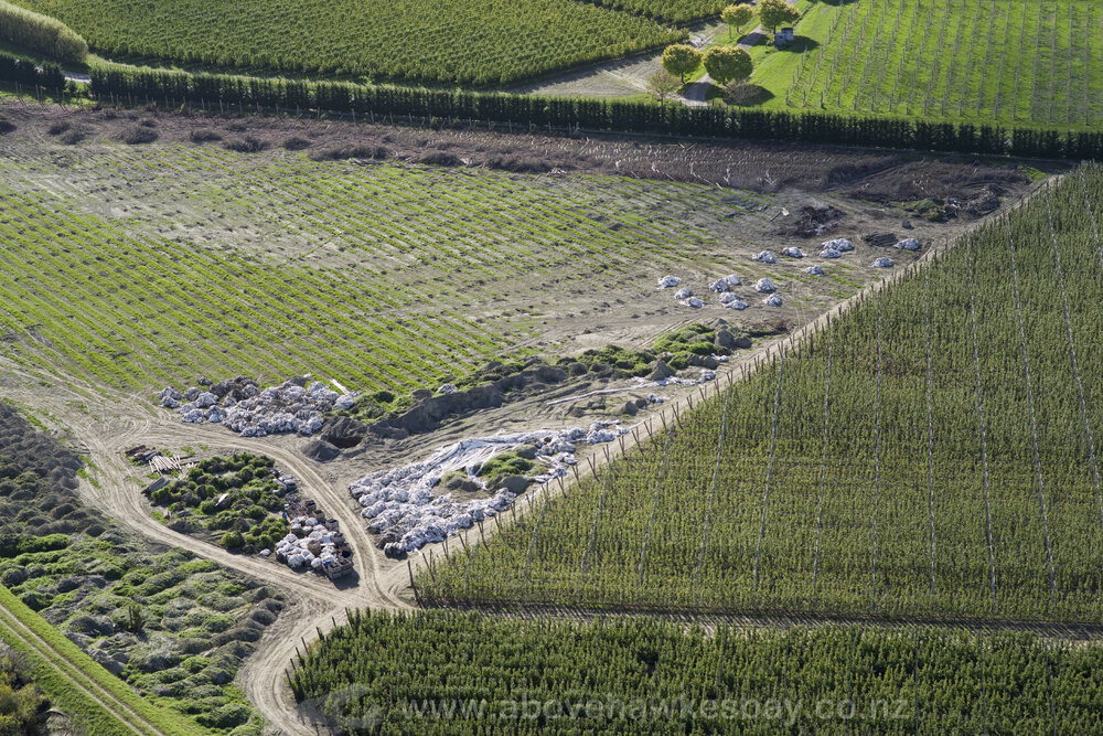 Apple Orchard with Plastic 