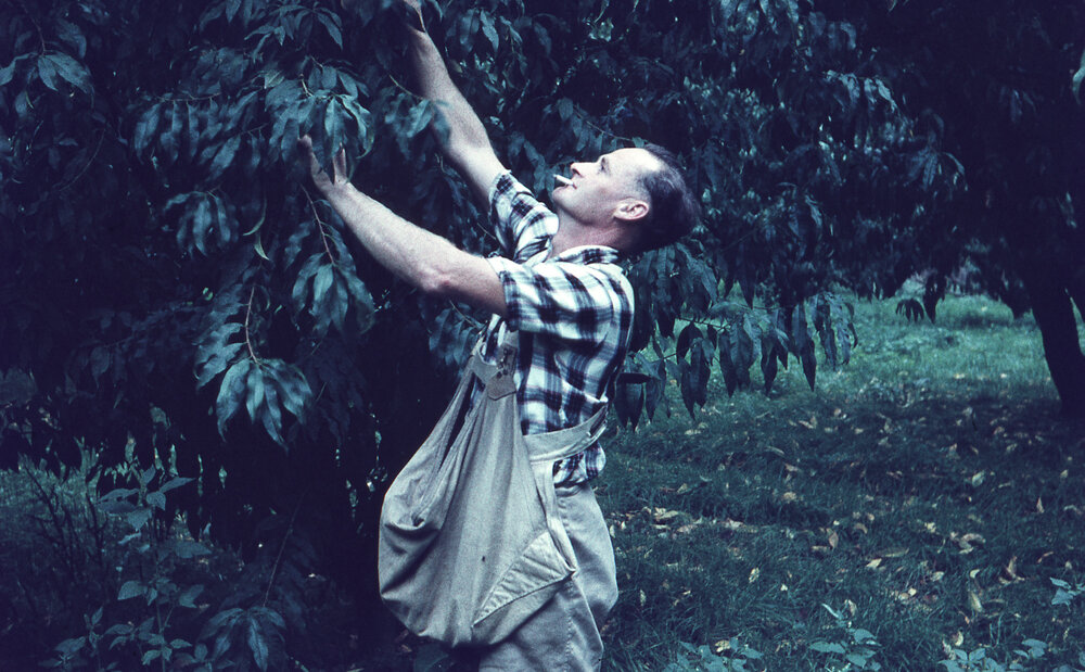 Fruit Picking