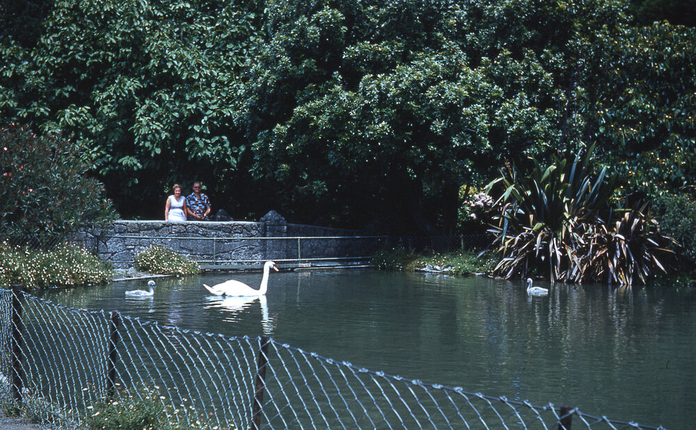 Swans at Cornwall Park