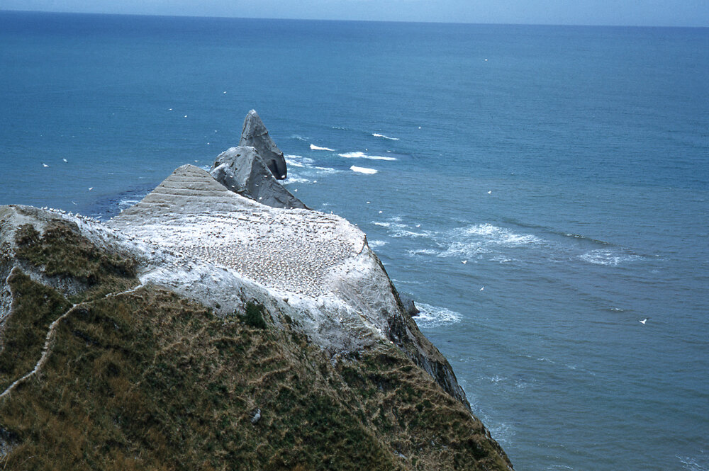 Gannet Colony
