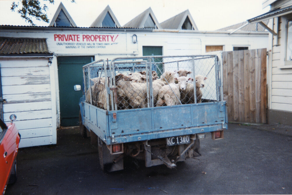 Sheep outside the Hastings Club
