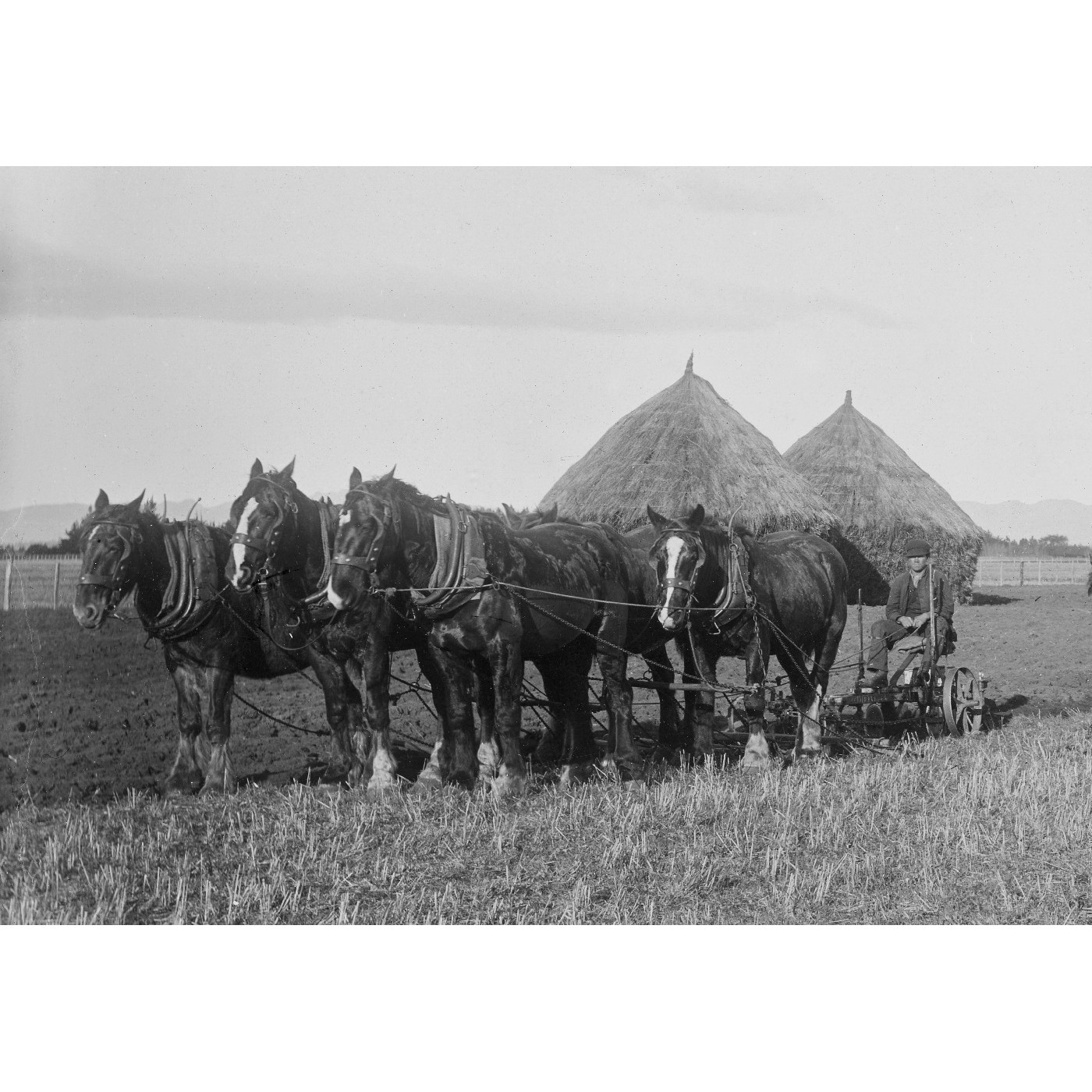 Bostock Collection