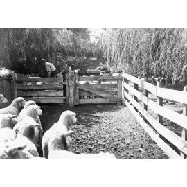 Sheep Dipping at Fernhill