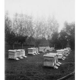 Beehives at Fernhill