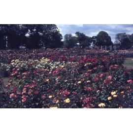 Frimley Park Rose Garden