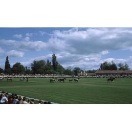 Hawke's Bay A & P Show 