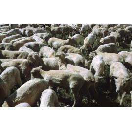 Sheep at the Hawkes Bay Show
