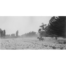 Drover with Sheep