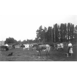 Family with Cows