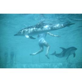 Swimming with Dolphins