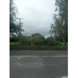 Tree in Windsor Park 2023