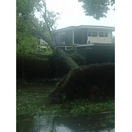 Fallen Tree Hastings 2023