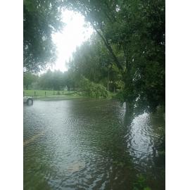 Fallen Tree Windsor Park 