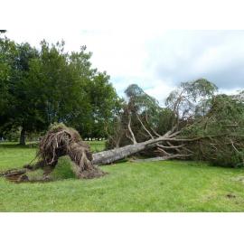 Tree in Anderson Park 2023