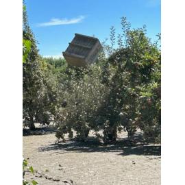 Bin in Tree