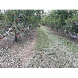 Apple Orchard