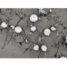 Apples in Silt