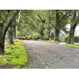 Oak Avenue