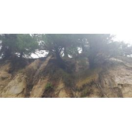 Trees on Bank