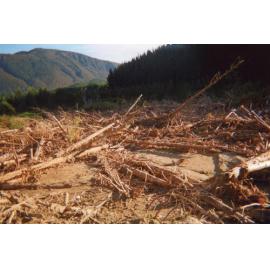 Stream North of Kuripapango