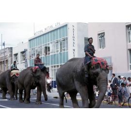 Elephants in Market Street 