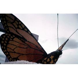 Monarch Butterfly on Float 1958