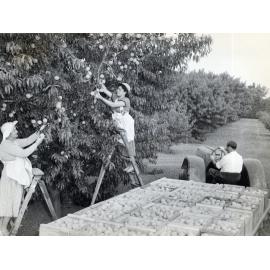 Golden Queen Picking