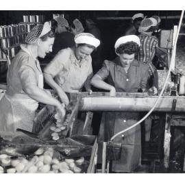 Quality Control at J. Wattie Canneries