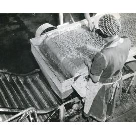 Pea Processing Inspection