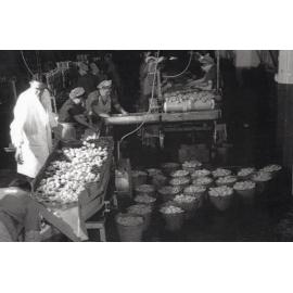Sorting Peaches at Wattie's 