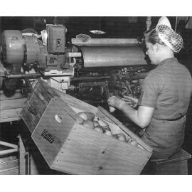 Peeling Pears for Canning