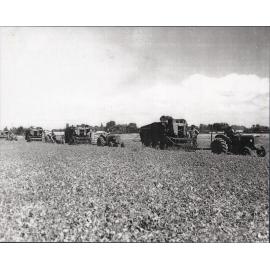 Pea Harvesters