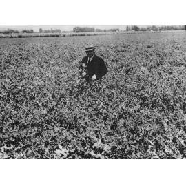 James Wattie in Pea Paddock