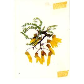 RSVP Letter to Hastings Club