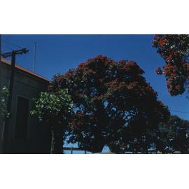 Pohutukawa Tree Napier