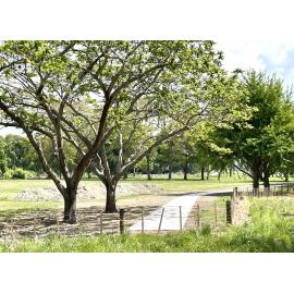 New Path at Puketapu Park