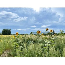 Sunflowers on Dartmoor Road
