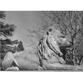 Cornwall Park Lion